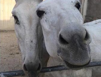 Nowzad donkey sanctuary